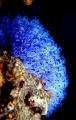   Ascidian GlowGrowing jetty pylon Tumby Bay SA. SA  